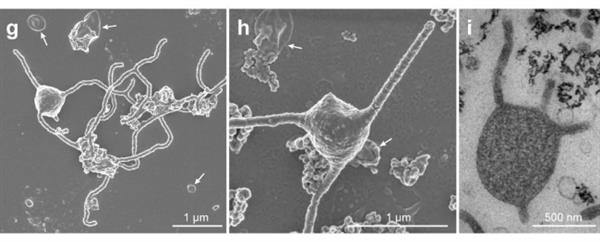 全新古细菌或可揭示生命起源：科学家研究了12年