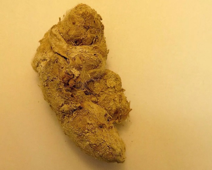 Fossilized puma poop has a few surprises inside.jpg