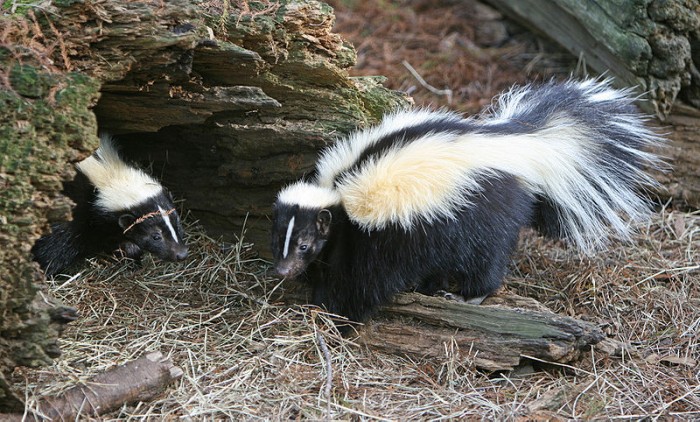 800px-Striped_Skunk.jpg