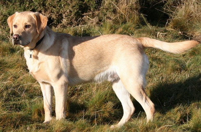 800px-Labrador_on_Quantock_(2175262184).jpg