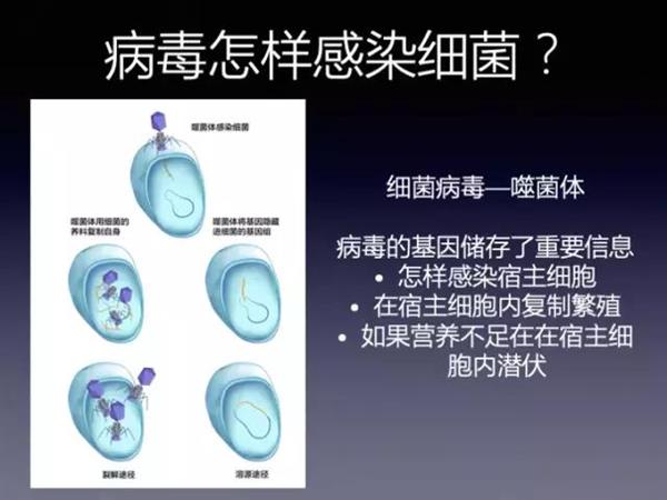 知己知彼：关于病毒 这些秘密你必须知道