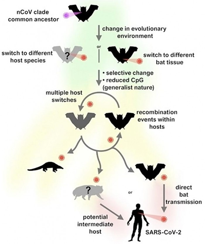 SARS-CoV-2-Jumped-From-Bats-to-Humans.jpg