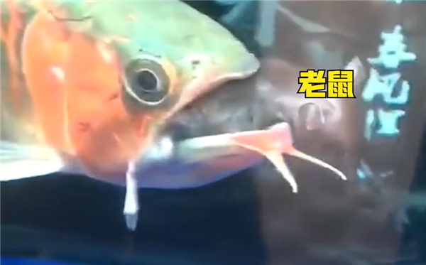深圳一宠物鱼惊呆众人：竟在鱼缸里吃老鼠