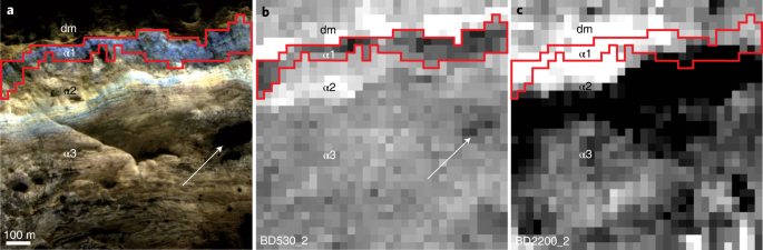 41550_2021_1303_Fig5_HTML.png