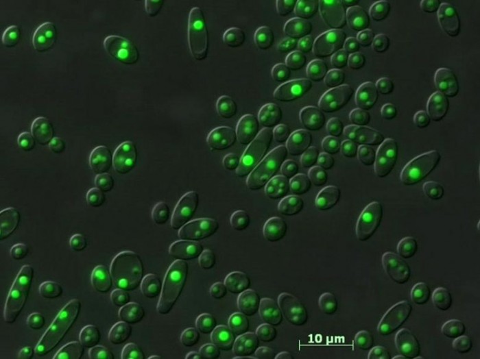 Converting-Sugar-From-Plants-Into-Biodiesel-Fuel-777x582.jpg