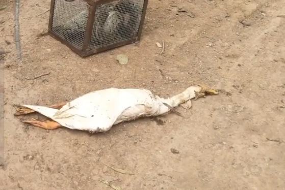 大蛇农户家偷吃：被抓后吐出整只大鹅 画面不忍直视