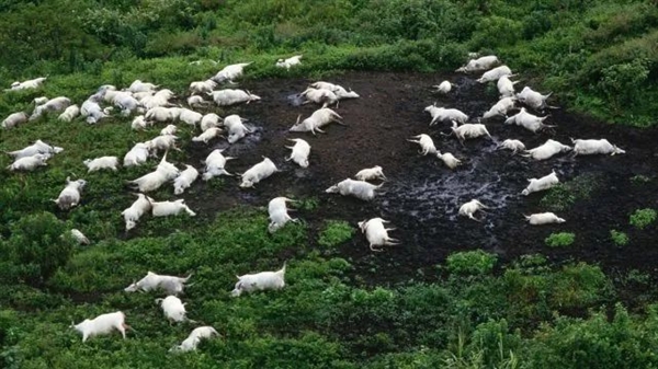 非洲一湖泊从蓝色变成血红色！1746人窒息而亡