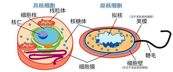 人家细菌肉眼都看不见 它却能长到2厘米长