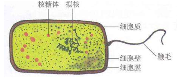 人家细菌肉眼都看不见 它却能长到2厘米长