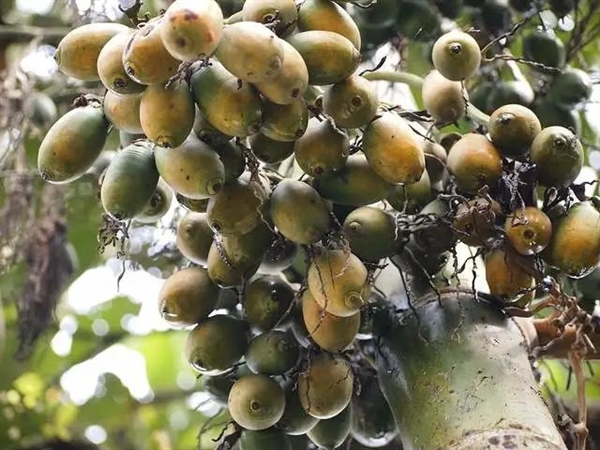 恶魔果实：槟榔将让100万人口腔癌 6000万国人仍然嚼不停