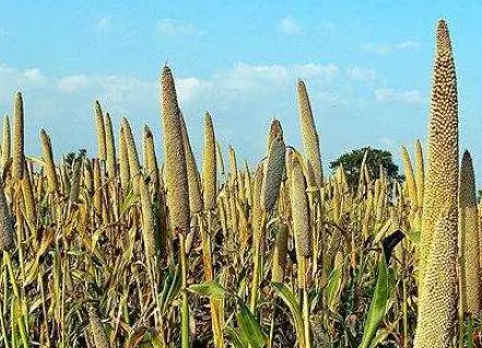 最早种植粟的国家是哪个国家？起源和发展怎样？