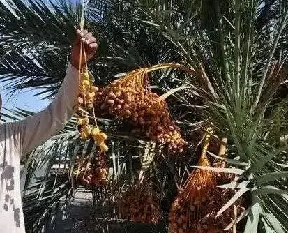 生产椰枣最多的国家在哪里？总产量有多少？