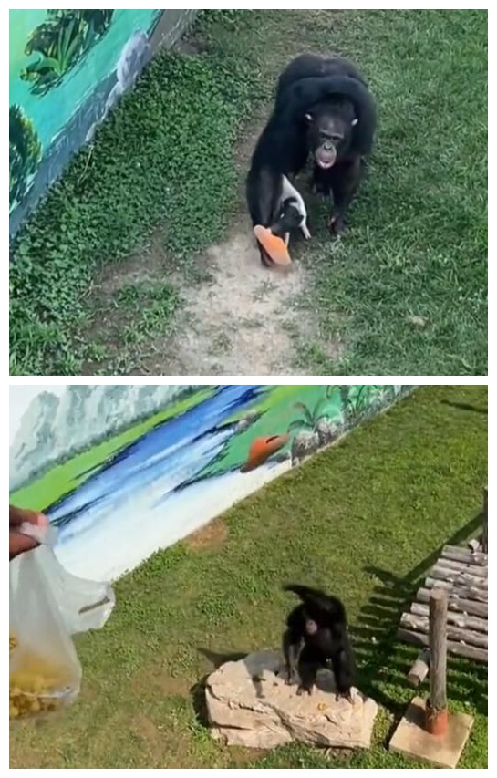 猩猩捡鞋不还:饲养员来了立马认怂