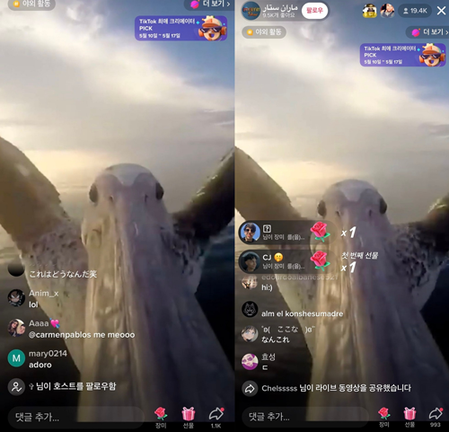 美女自拍时手机被鸟抢走！手机秒变飞机、还拍了视频
