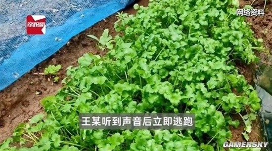 老太偷菜逃跑摔伤 向菜主索赔8万引热议 法院驳回诉求被网友点赞