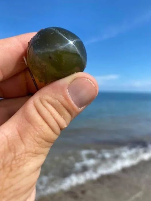 海葡萄:5厘米大的球 其实就是一个细胞