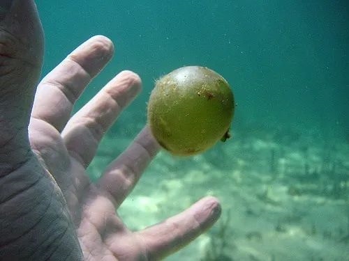海葡萄:5厘米大的球 其实就是一个细胞