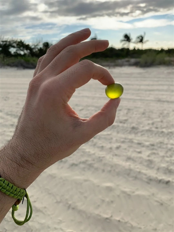 海葡萄:5厘米大的球 其实就是一个细胞