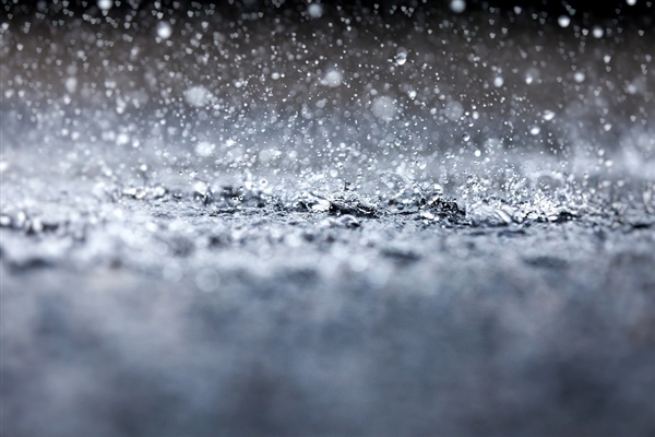 杭州梅雨过后街头树上挂满虫子 网友：直起鸡皮疙瘩