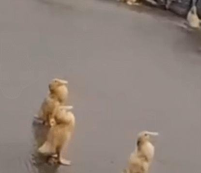 为什么下雨时 鸭子就在雨中傻站着一动不动？