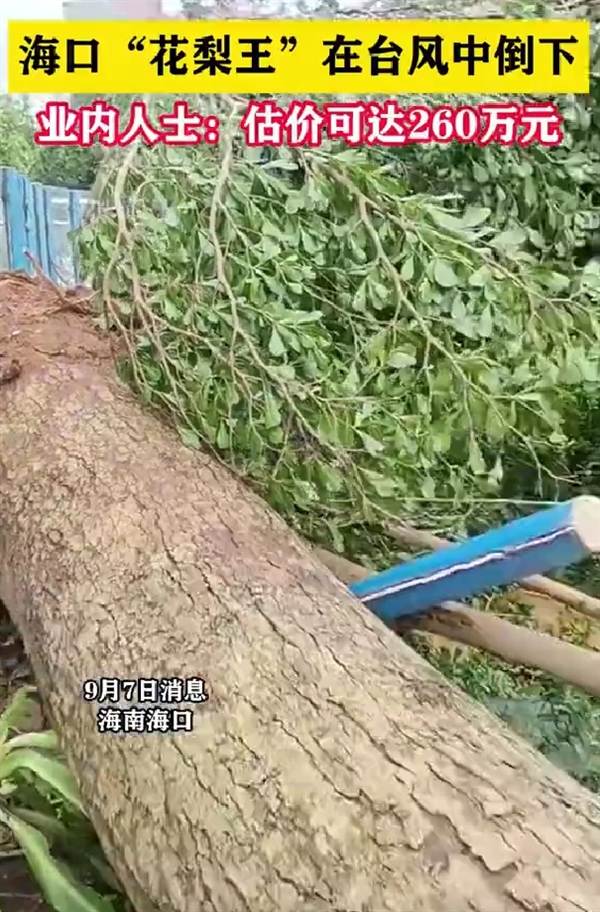 估价260万！海口花梨王在台风中倒下 树龄已60年