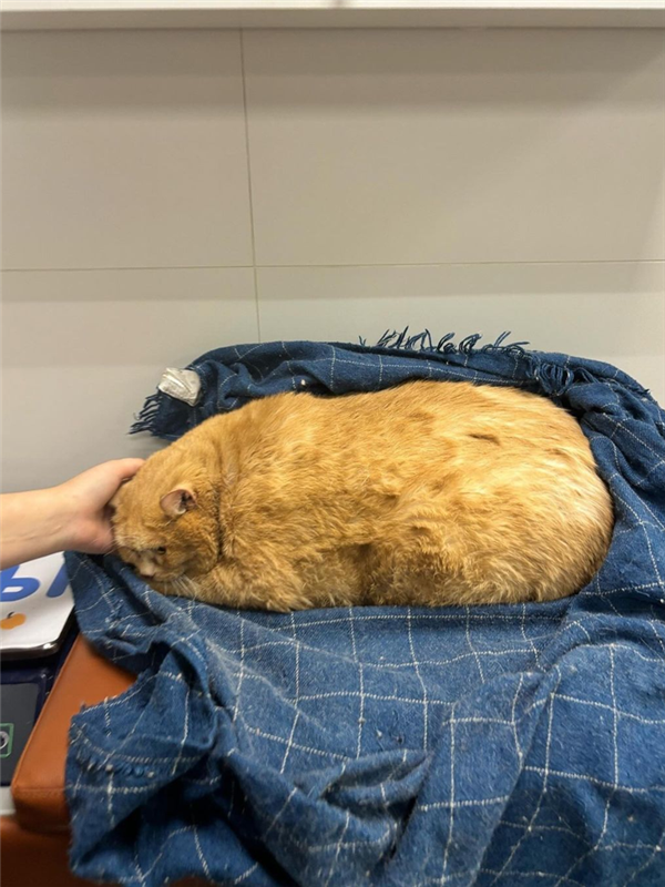 笑死！俄罗斯最胖橘猫减肥时偷偷跑路：半路被卡住了
