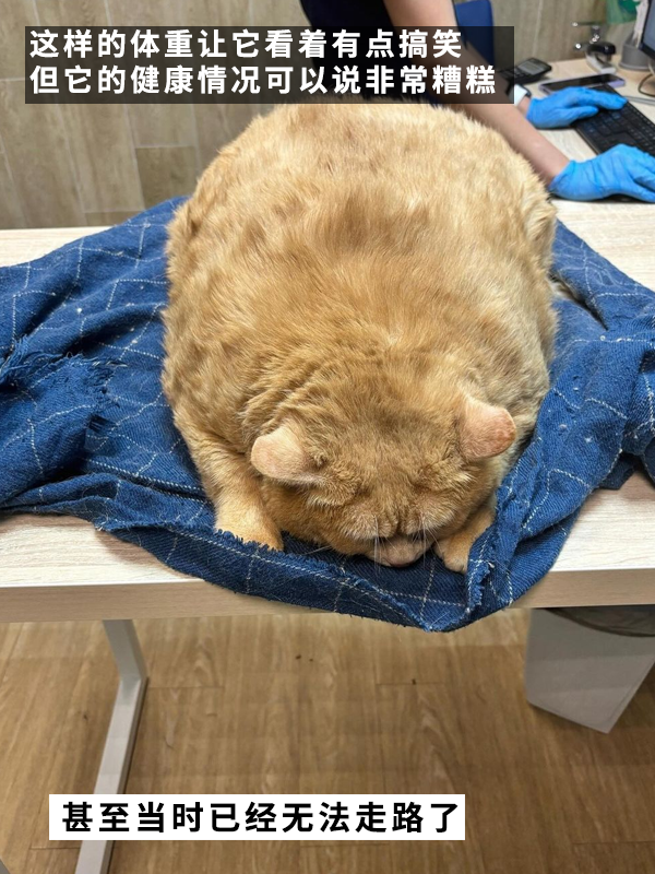 笑死！俄罗斯最胖橘猫减肥时偷偷跑路：半路被卡住了