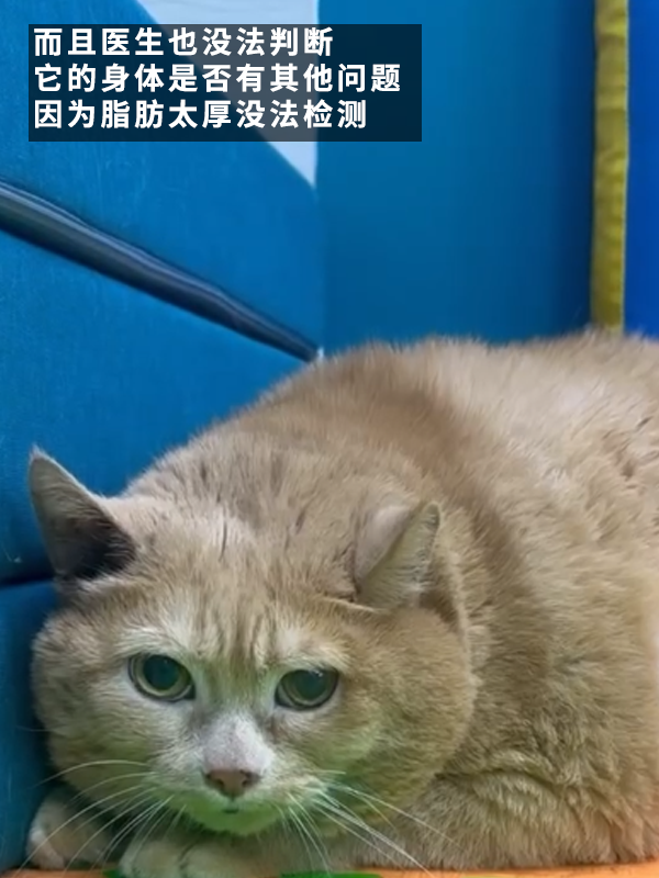 笑死！俄罗斯最胖橘猫减肥时偷偷跑路：半路被卡住了