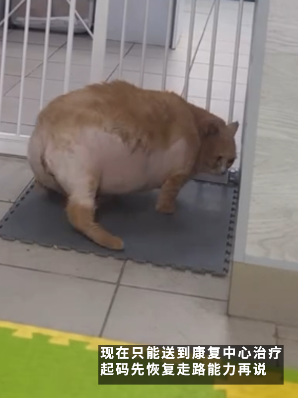 笑死！俄罗斯最胖橘猫减肥时偷偷跑路：半路被卡住了