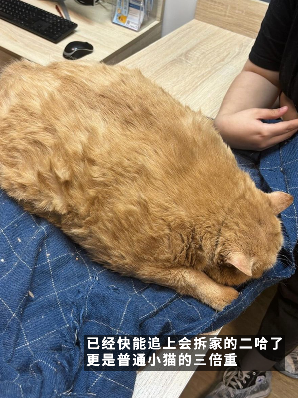 笑死！俄罗斯最胖橘猫减肥时偷偷跑路：半路被卡住了