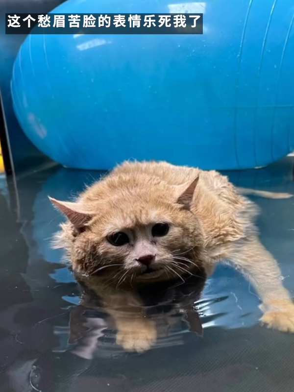 笑死！俄罗斯最胖橘猫减肥时偷偷跑路：半路被卡住了