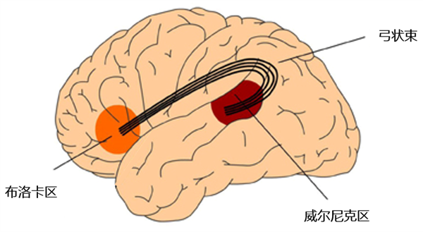 为什么人一紧张就口吃啊！