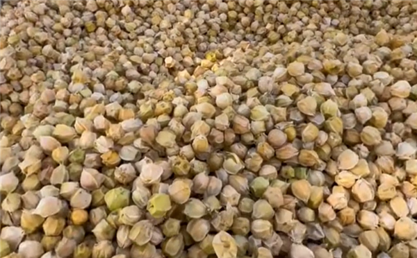 这种长得像灯笼一样的北方水果-菇娘果：我打赌南方人没见过！