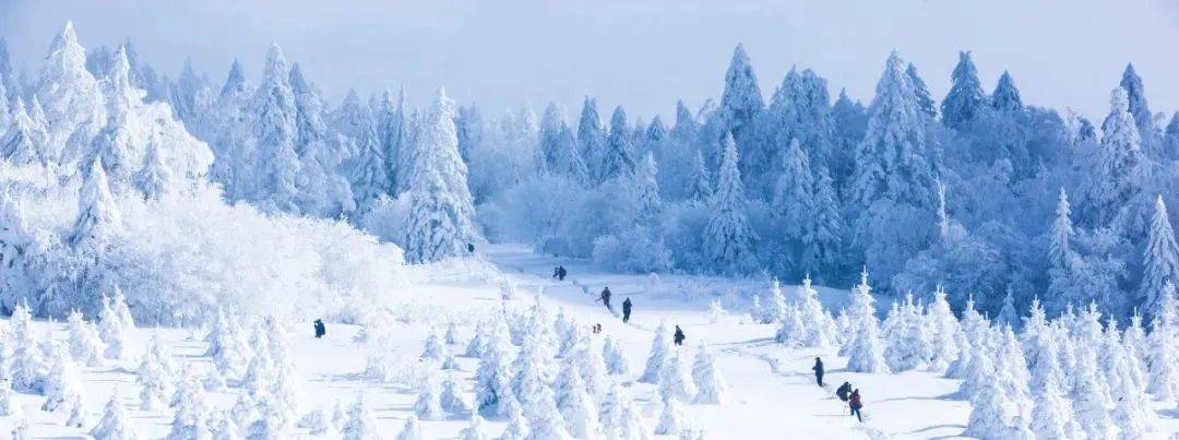 游客日本滑雪出意外！传说中的“粉雪”暗藏哪些“致命诱惑”？