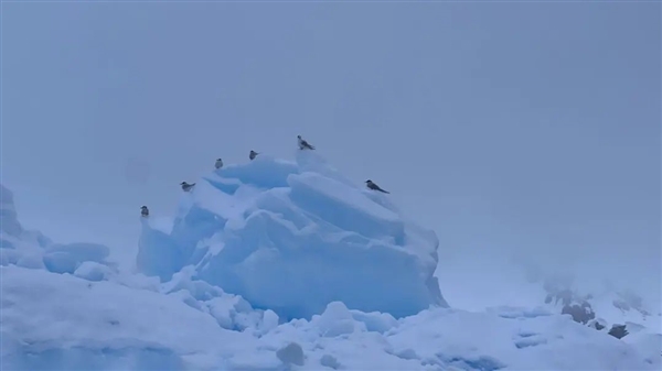 雪花有几个瓣? 你可能还真不清楚！