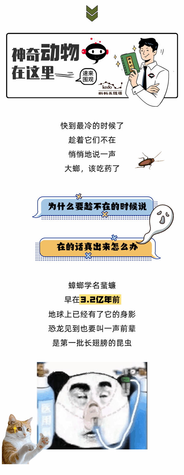 蟑螂它们为何如此讨厌？怎么消灭它们呢？