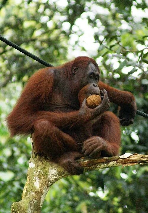 中国远古巨猿 身高3米史上最大灵长类动物 为何20万年前突然灭绝？