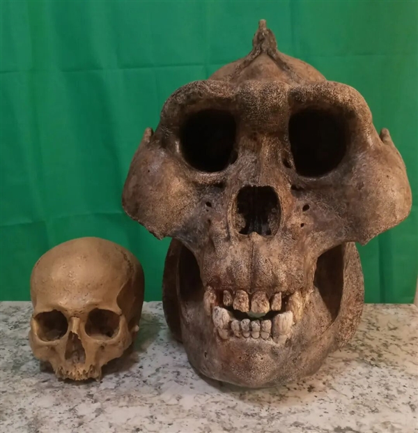 中国远古巨猿 身高3米史上最大灵长类动物 为何20万年前突然灭绝？