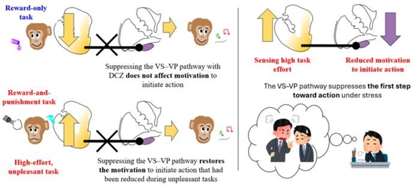 科学家找到了不想干活的原因：大脑中存在“动力刹车”