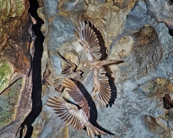 最独特的鸟 因为过于肥胖 雏鸟被印第安土著抓去熬油