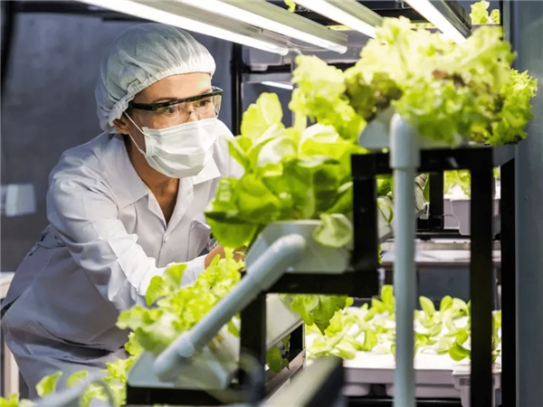 科学家首次种出带有肉味的菜：但你可能还尝不出来