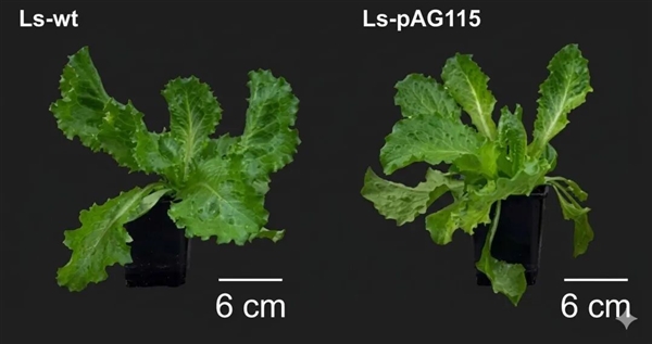 科学家首次种出带有肉味的菜：但你可能还尝不出来