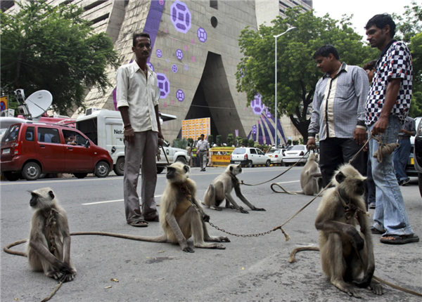 印度坚信“以猴制猴” 高薪聘请“猴语人”担任保安驱猴